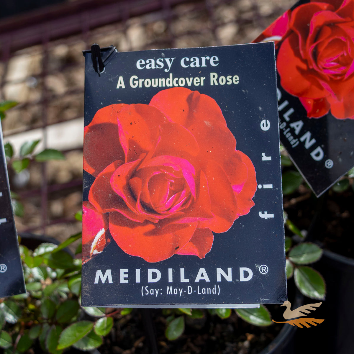 Rose Fire Meidiland - 14cm Pot
