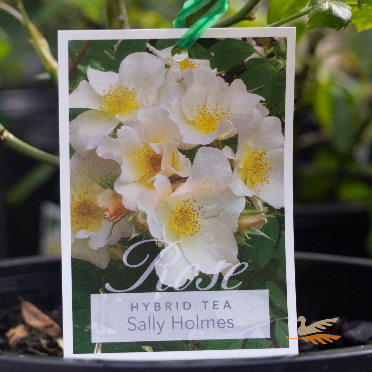 Bush Rose Sally Holmes - 20cm Pot
