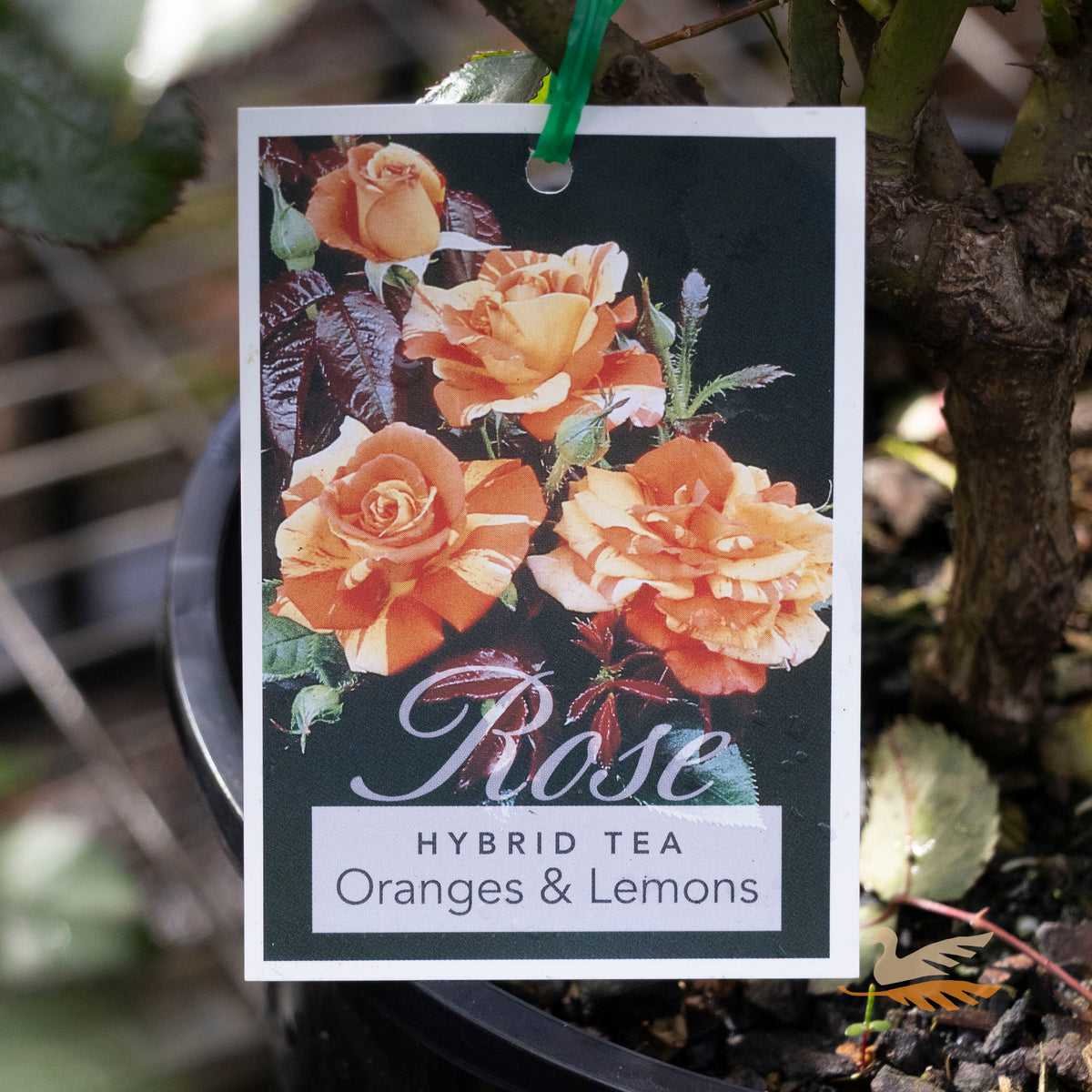 Bush Rose Oranges And Lemons - 20cm Pot