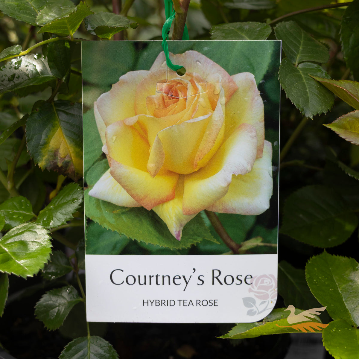 Bush Rose Courtney's Rose - 20cm Pot