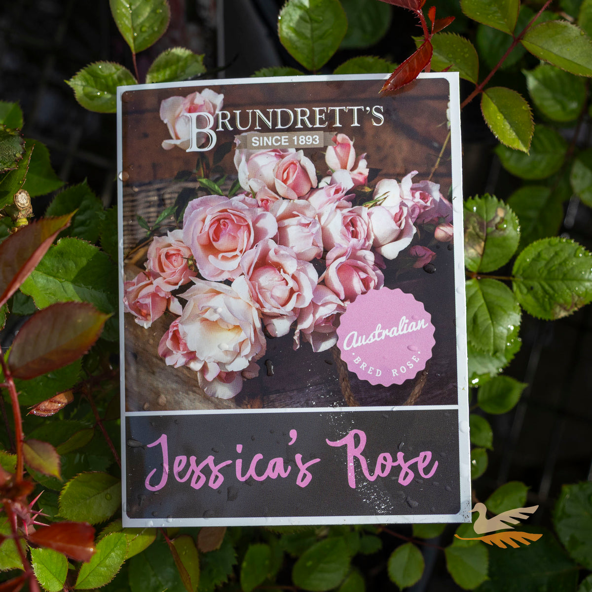 Bush Rose Jessica's Rose - 20cm Pot