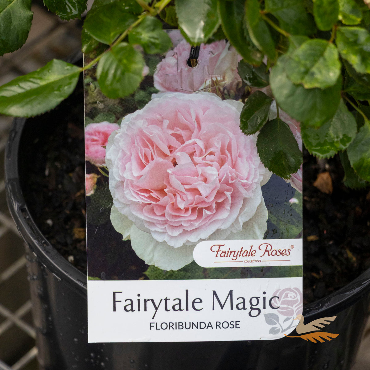 Bush Rose Fairytale Magic - 20cm Pot