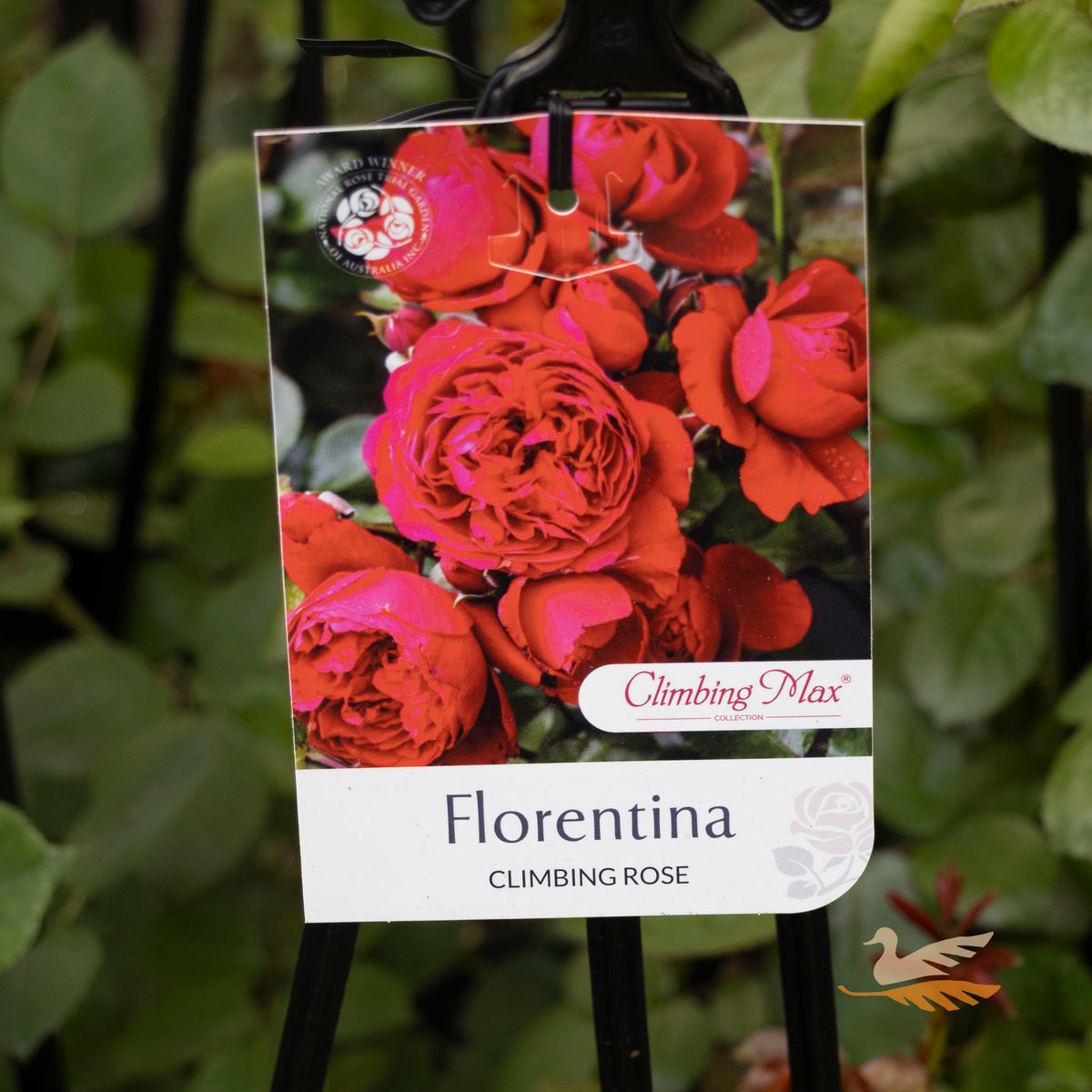 Climbing Rose Florentina - 20cm Pot