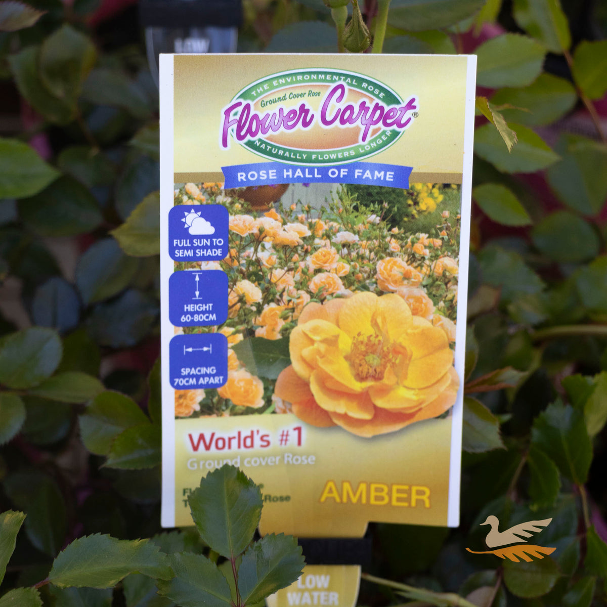 Flower Carpet Rose Amber - 14cm Pot
