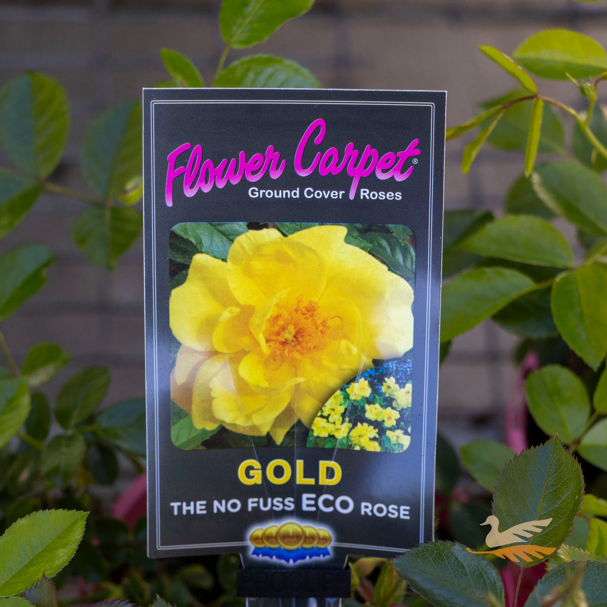Flower Carpet Rose Gold - 14cm Pot