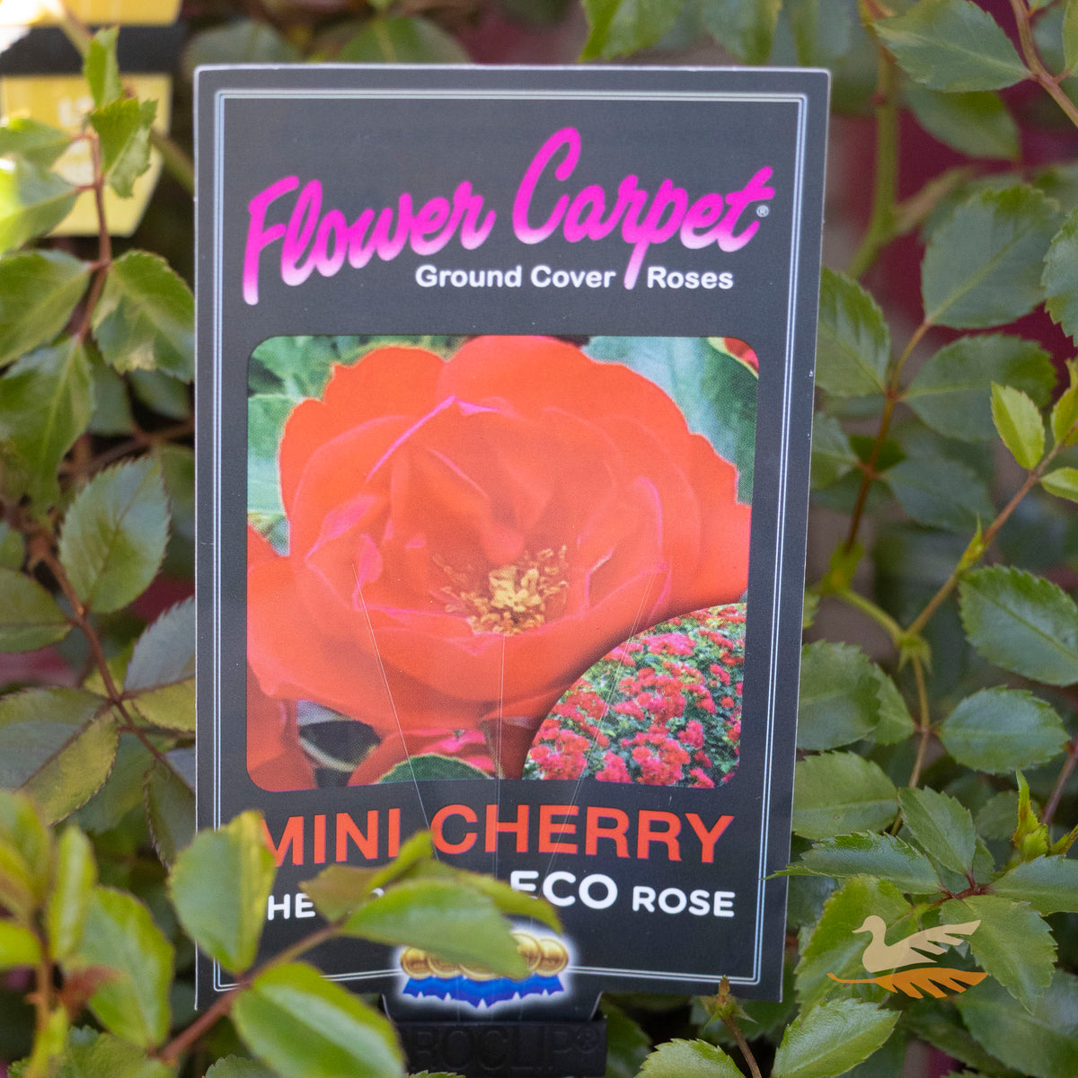 Flower Carpet Rose Mini Cherry - 14cm Pot