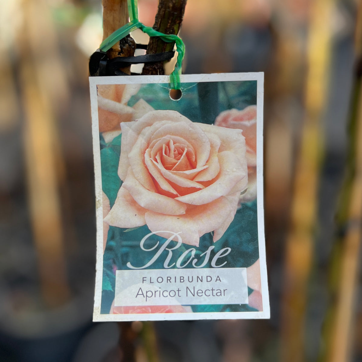 Standard Rose Apricot Nectar - 2ft/60cm | 25cm Pot