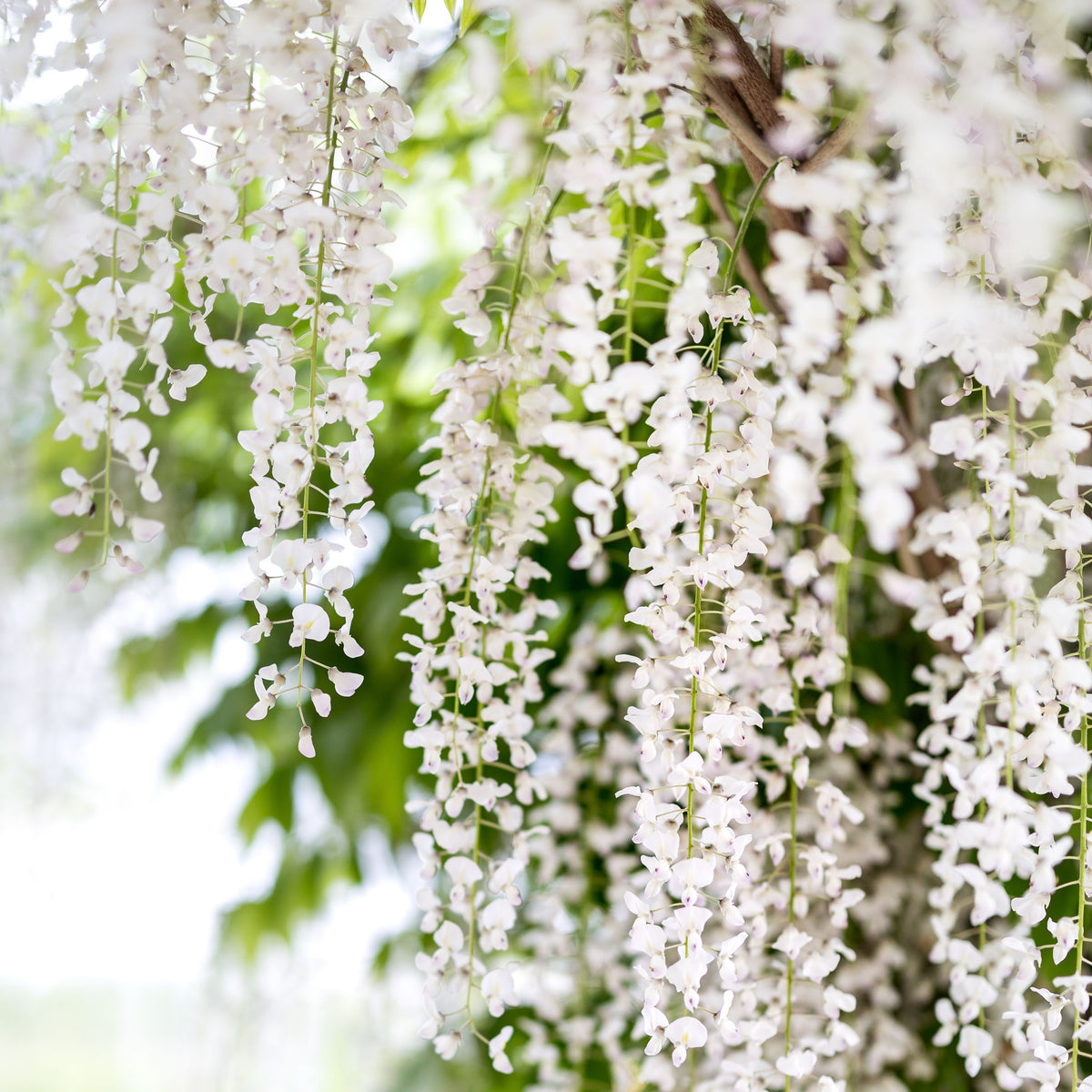 Wisteria Floribunda Alba - 20cm Pot