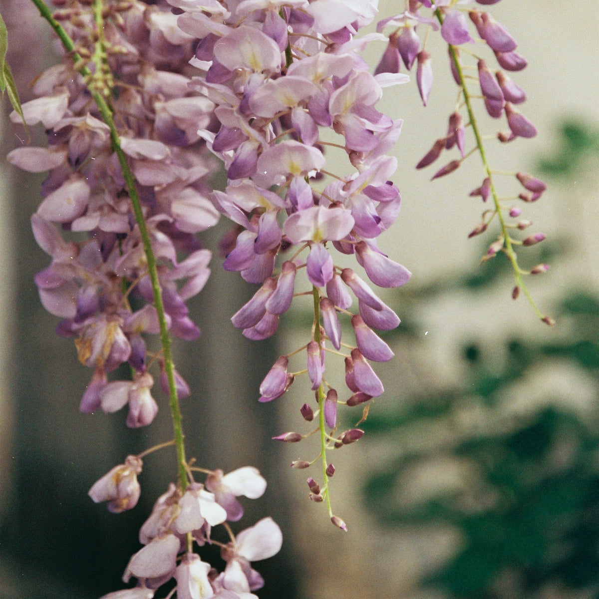 Wisteria Floribunda Rosea - 20cm Pot