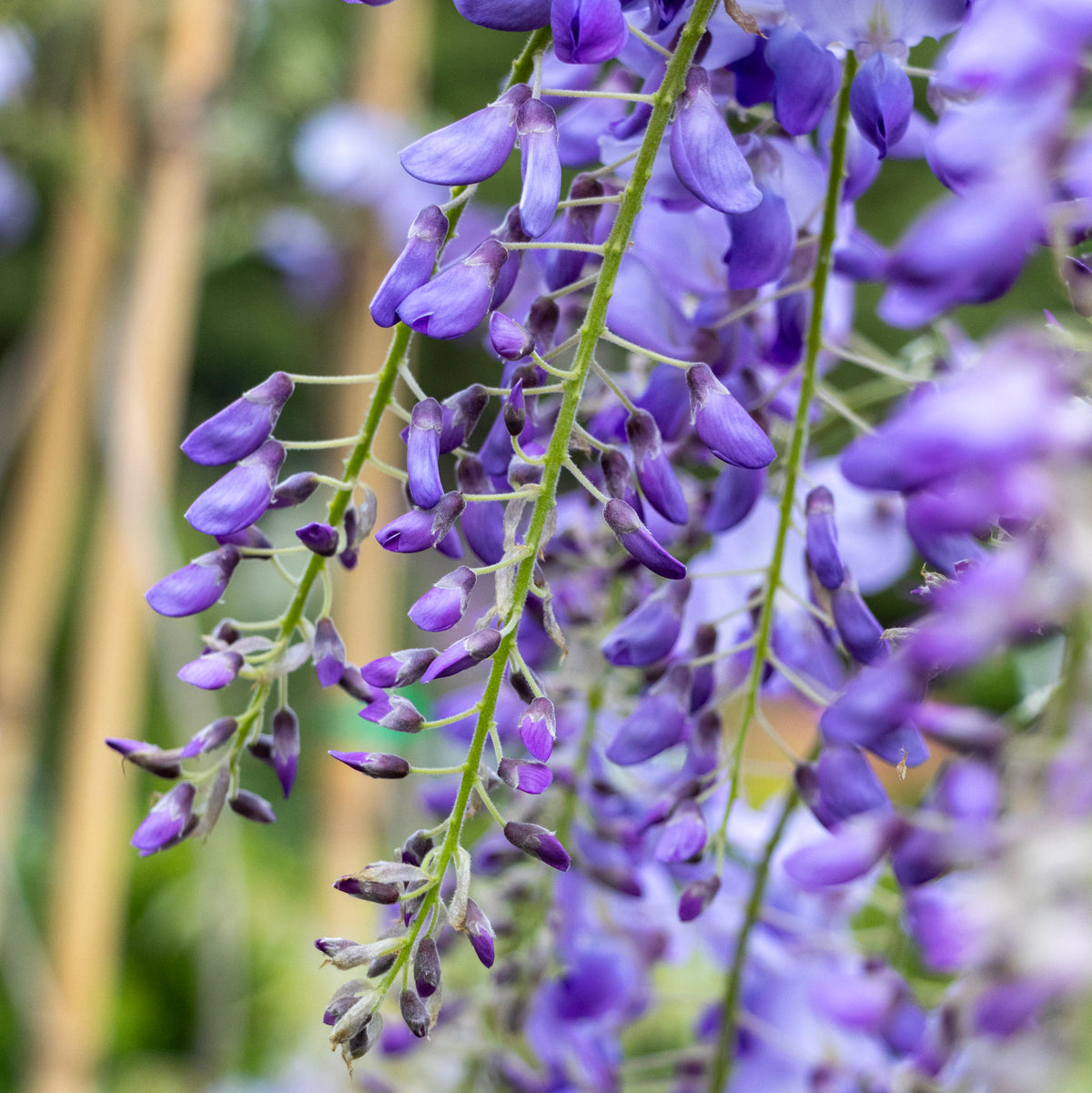 Wisteria Sinensis Amethyst Purple - 33cm Pot