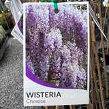 Wisteria Sinensis Chinese - 14cm Pot