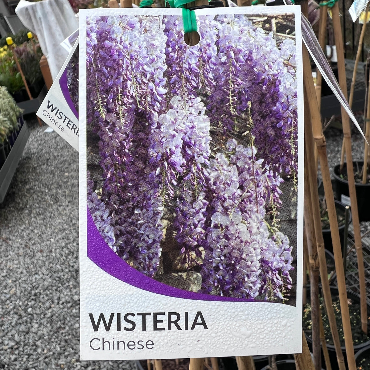 Wisteria Sinensis Chinese - 14cm Pot