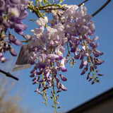 Wisteria Sinensis Chinese Wisteria - 20cm Pot