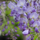Wisteria Sinensis Chinese Wisteria - 20cm Pot