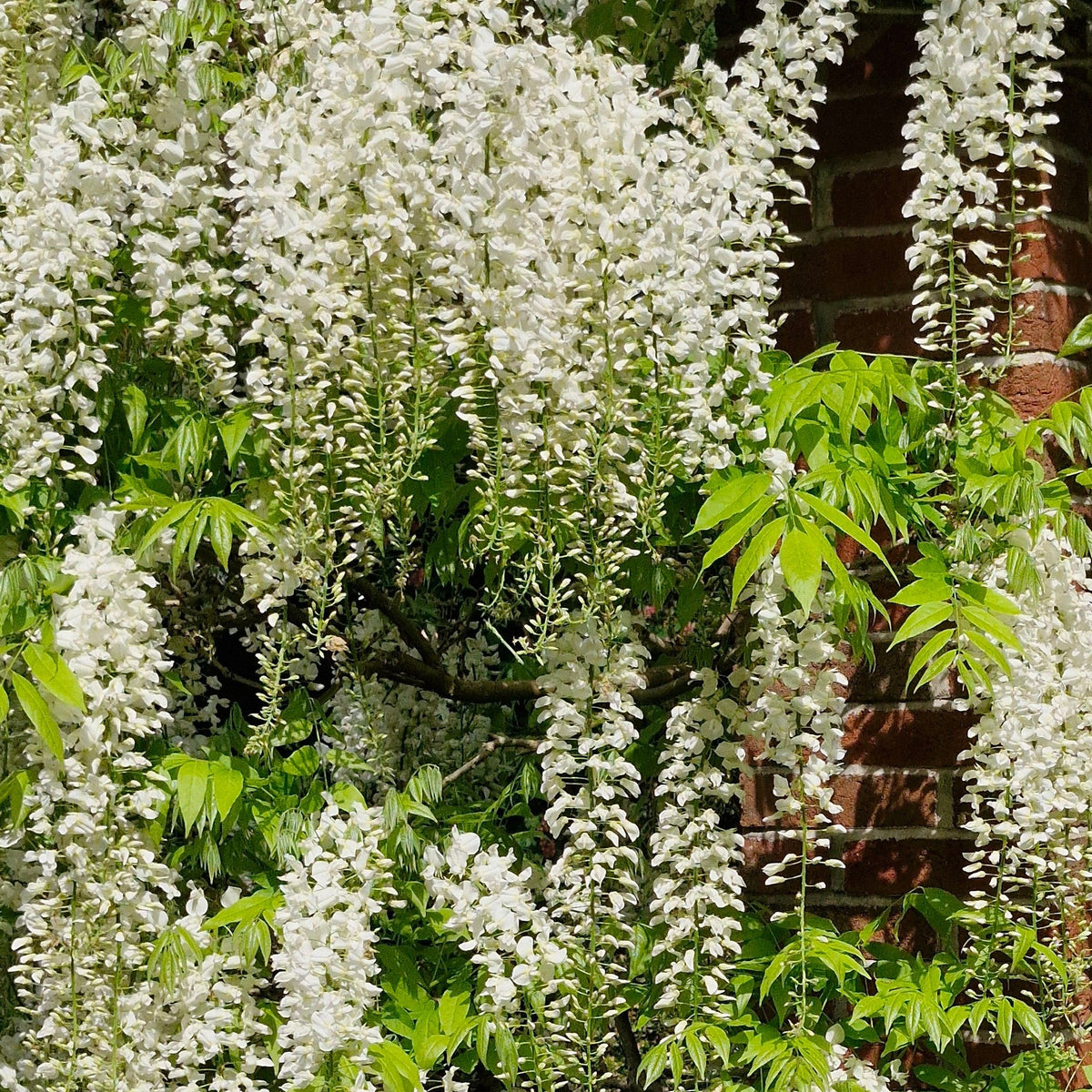 Wisteria Sinensis Alba Jako - 20cm Pot