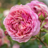 David Austin Bush Rose Jubilee Celebration - 20cm Pot