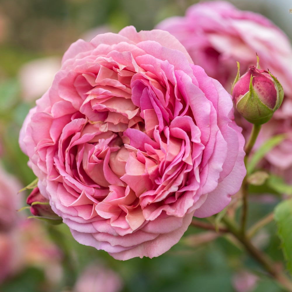 David Austin Bush Rose Jubilee Celebration - 20cm Pot