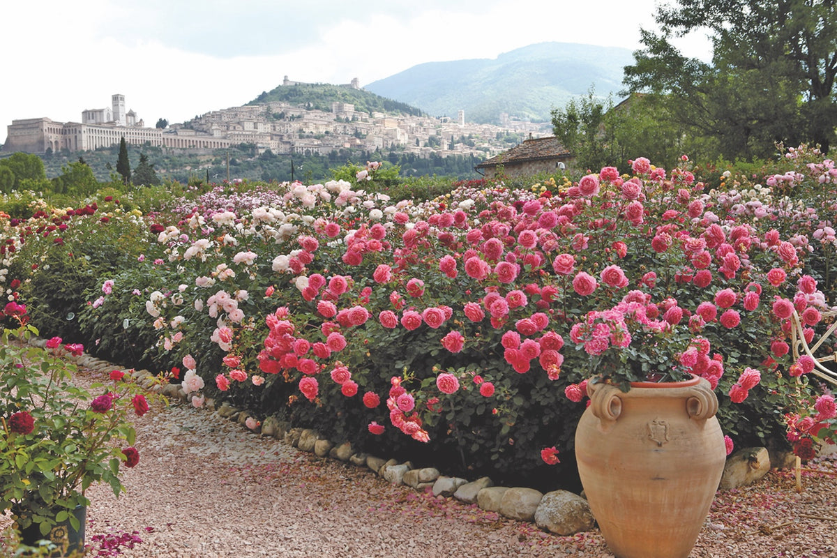 David Austin Bush Rose Jubilee Celebration - 20cm Pot