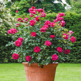David Austin Rose Darcey Bussel - 20cm Pot
