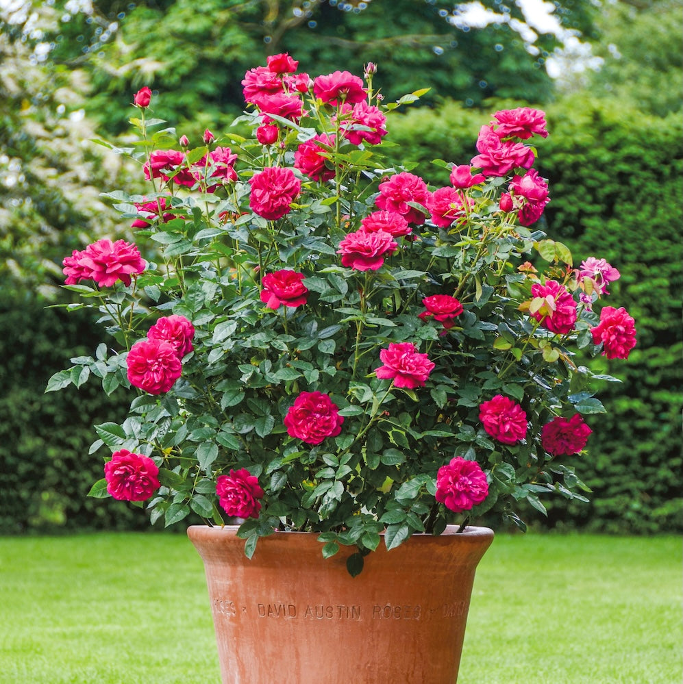 David Austin Rose Darcey Bussel - 20cm Pot