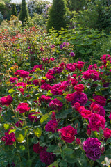 David Austin Rose Darcey Bussel - 20cm Pot