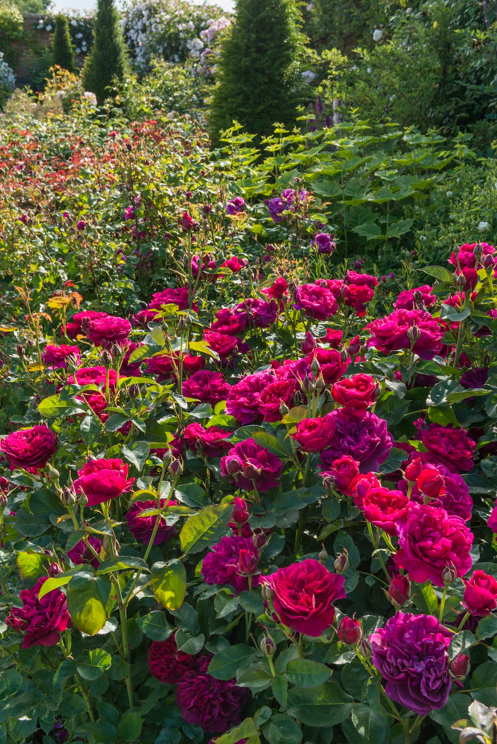 David Austin Rose Darcey Bussel - 20cm Pot