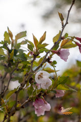 Prunus Kojo No Mai Flowering Cherry - 30cm Pot