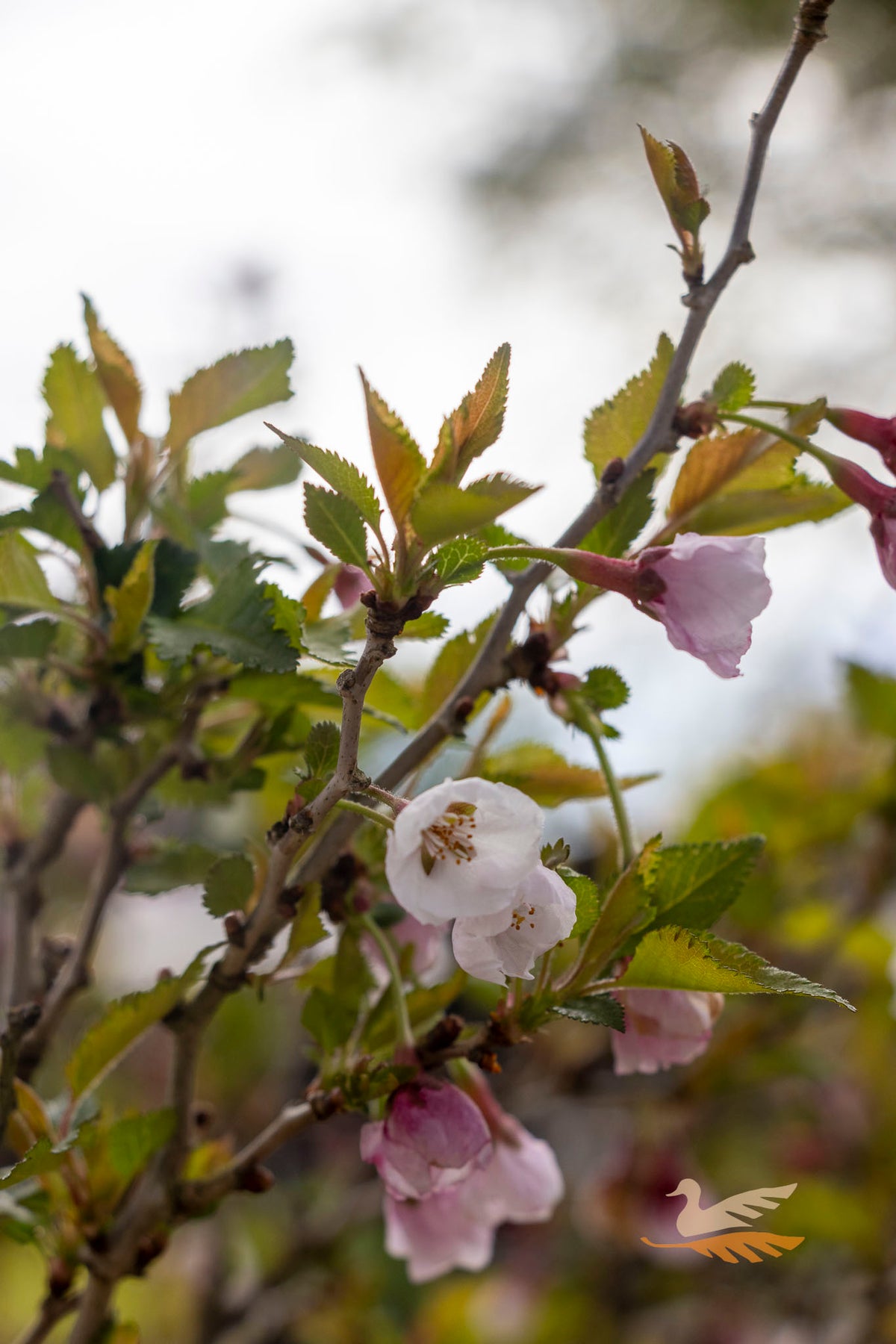 Prunus Kojo No Mai Flowering Cherry - 30cm Pot