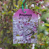 Prunus Kojo No Mai Flowering Cherry - 30cm Pot