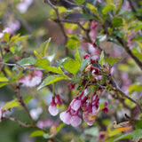 Prunus Kojo No Mai Flowering Cherry - 40cm Pot