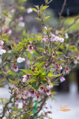 Prunus Kojo No Mai Flowering Cherry - 40cm Pot
