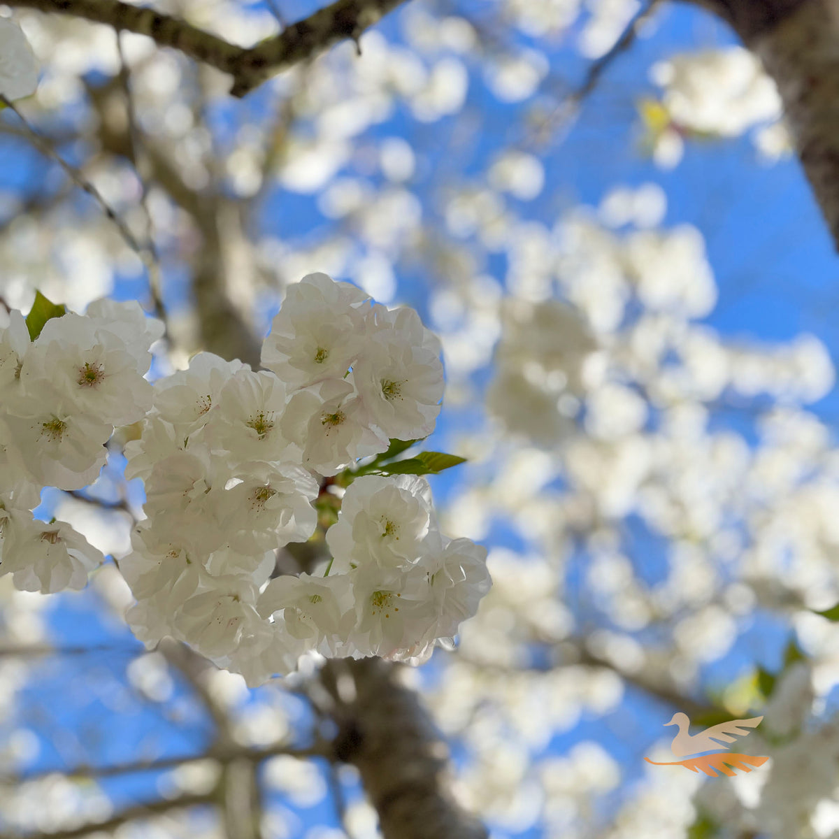 Cherry Flowering Mt Fuji