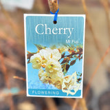 Cherry Flowering Mt Fuji
