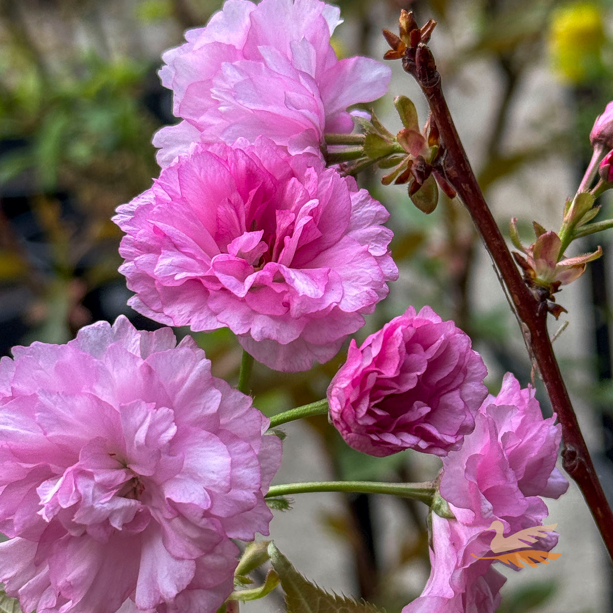 Cherry Flowering Kanzan