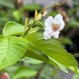 Cherry Flowering Yoshino