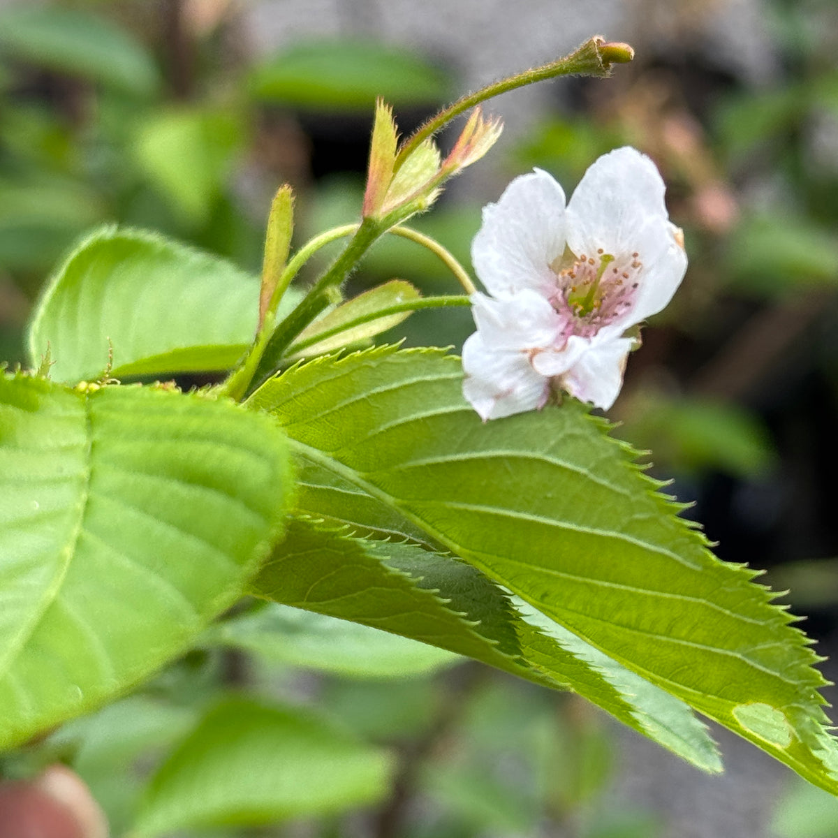 Cherry Flowering Yoshino