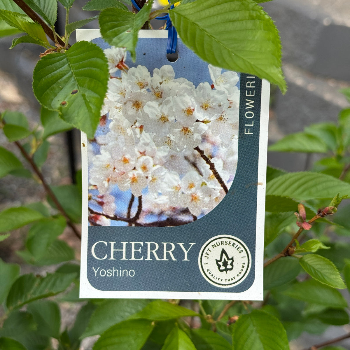 Cherry Flowering Yoshino