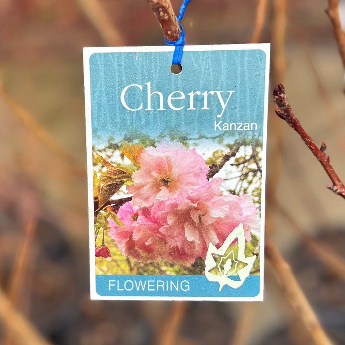 Cherry Flowering Kanzan