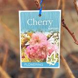 Cherry Flowering Kanzan