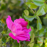 Standard Rose Our Rosy Carpet - 3ft 20cm Pot