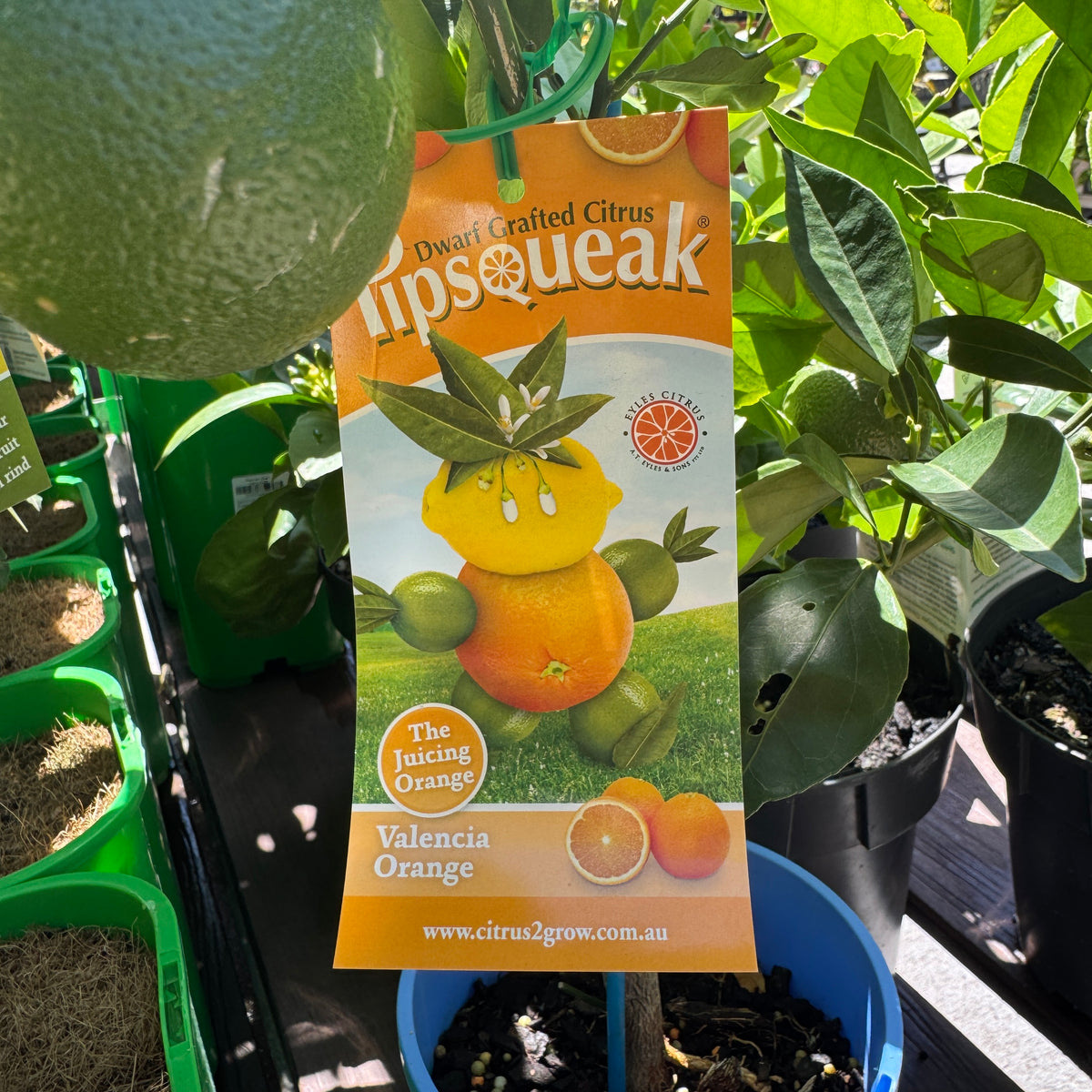 Orange Valencia Pipsqueak Dwarf - 16.5cm Pot
