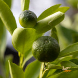 Cumquat Calamansi/Calamondin - 16.5cm Tall Pot