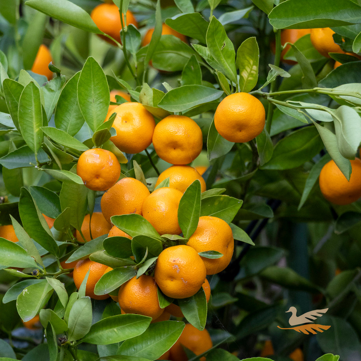 Cumquat Calamansi/Calamondin - 16.5cm Tall Pot
