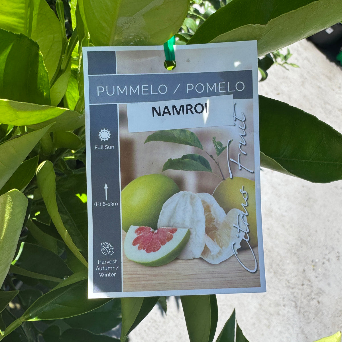 Grapefruit Nam Roi Pomelo - 16.5cm Pot