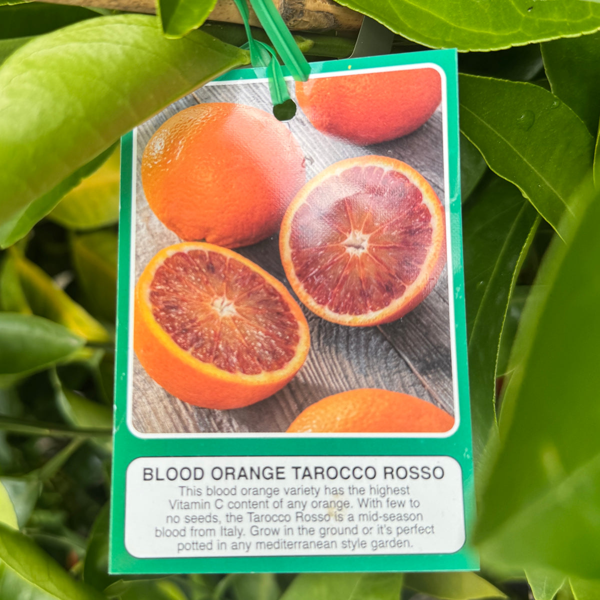 Orange Tarocco Rosso Blood - 4L Pot