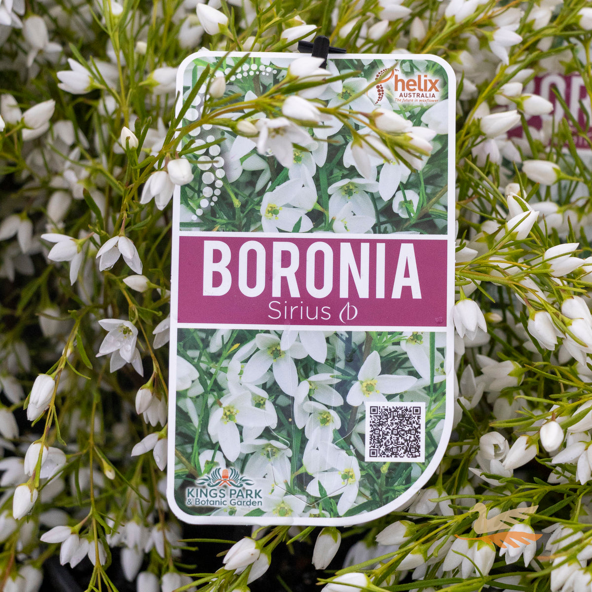 Boronia Sirius - 14cm Pot