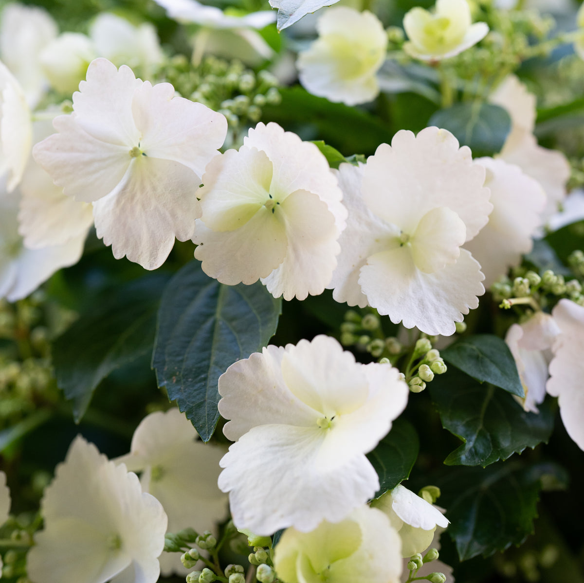 RUNAWAY BRIDE™ Hydrangea hybrid ‘USHYD0405’ - 33cm Pot