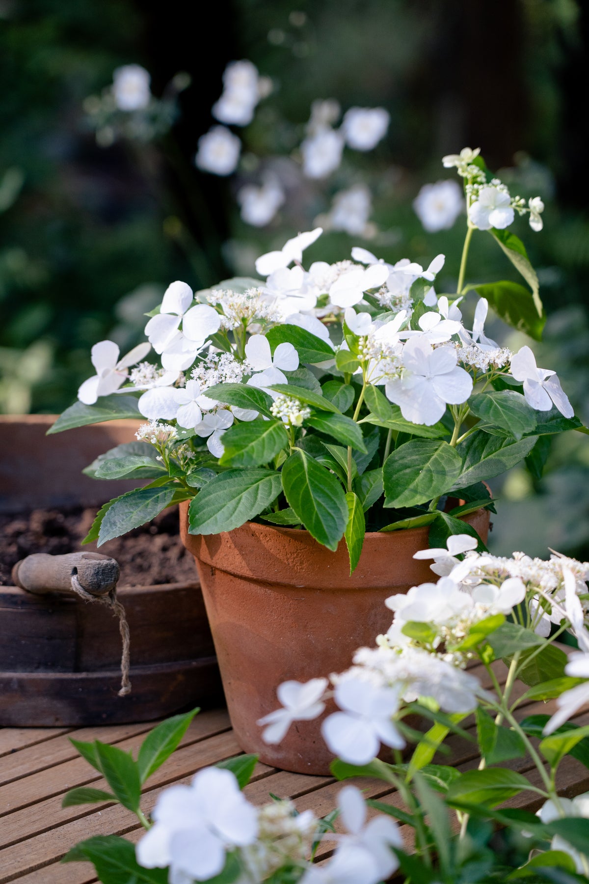 RUNAWAY BRIDE™ Hydrangea hybrid ‘USHYD0405’ - 33cm Pot
