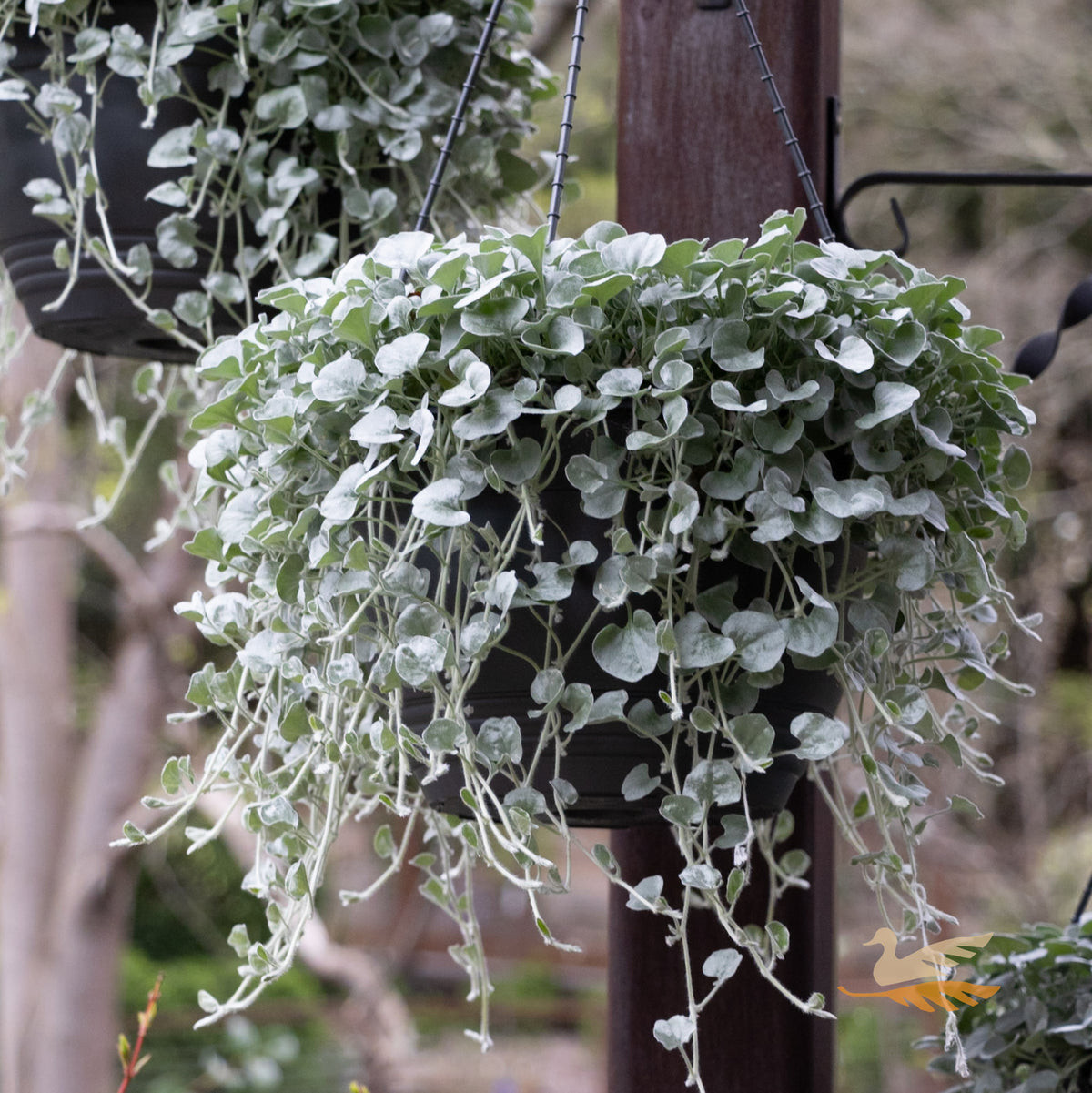 Dichondra Silver Falls - 27cm Basket