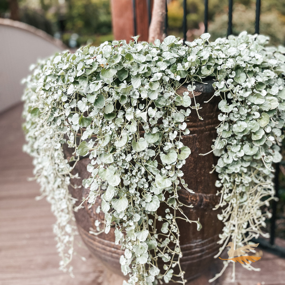 Dichondra Silver Falls - 18cm Pot